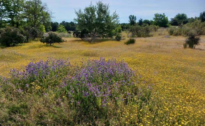 Campo de flores silvestres con árboles al fondo