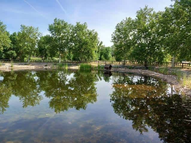 Estanque rodeado de árboles y reflejos en el agua
