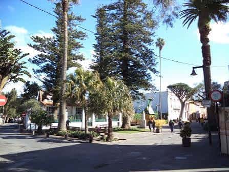 Plaza de la Junta Suprema rodeada de palmeras y árboles emblemáticos bajo cielo despejado