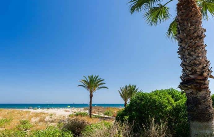 Escena costera con palmeras y arena en primer plano bajo cielo despejado