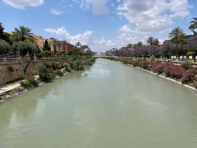 Paseo fluvial junto al río Segura con palmeras y flores en primer plano bajo un cielo azul