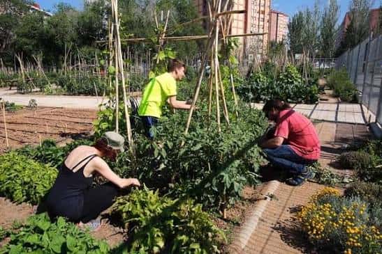 Vista de personas trabajando en los huertos urbanos con hileras de cultivos y estructuras de bambú
