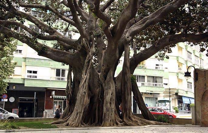 Árbol centenario de ficus con raíces expuestas en la entrada del paseo