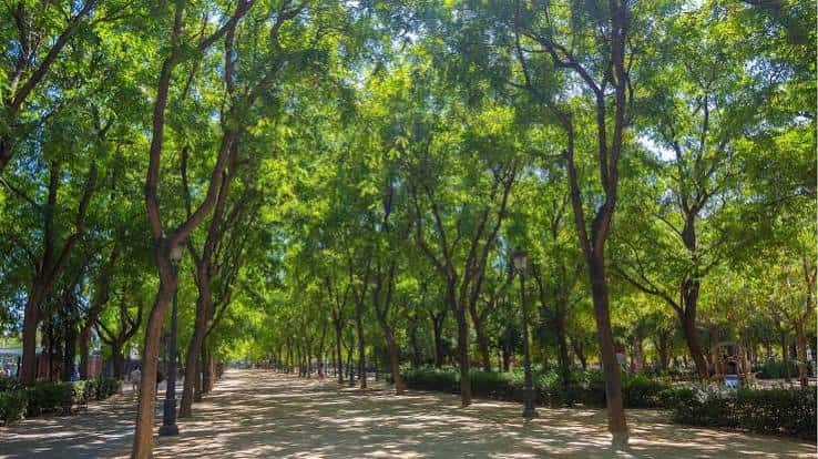 Avenida arbolada con sendero central y luz solar filtrándose entre las hojas