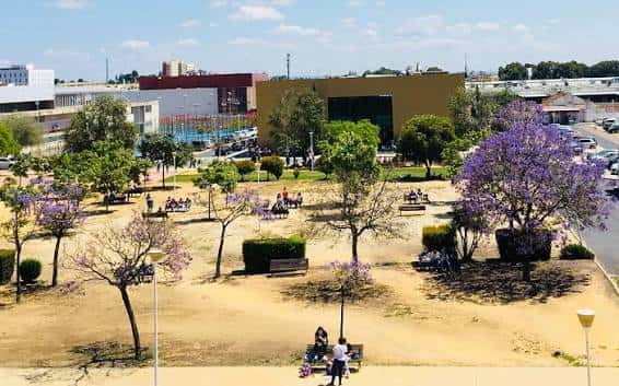 Vista panorámica del patio central del campus con árboles de jacarandas en flor