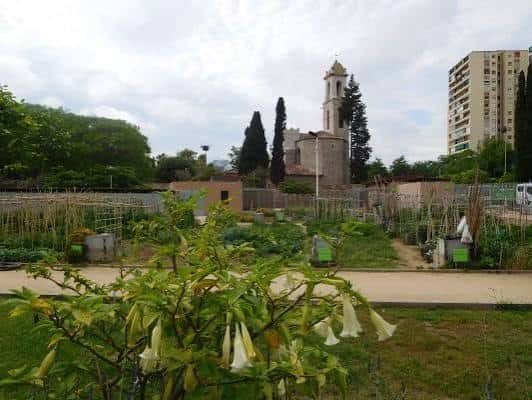 El jardín botánico con flores blancas en primer plano y la torre de la iglesia de Santa Coloma al fondo