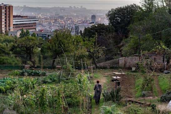 Vista panorámica del huerto urbano con la ciudad de Barcelona al fondo