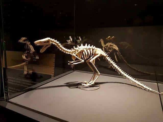 Esqueleto de dinosaurio realizado con técnica de origami en vitrina