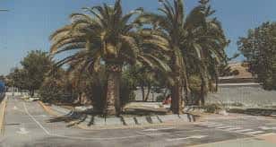Vista general del Parque de Educación Vial Manuel Ojeda con palmeras y señalización vial