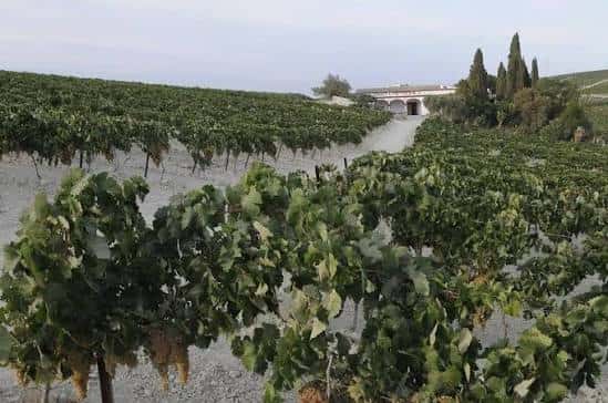 Viñedos extensos frente a la bodega bajo cielo despejado