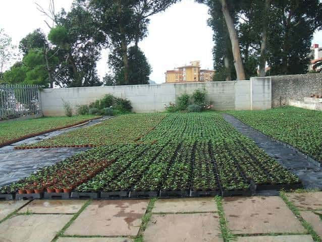 Vivero de plantas en el Centro Ambiental Los Viveros