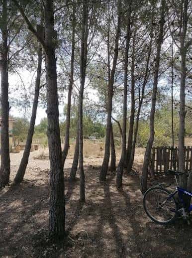 Bosque de pinos con sendero y bicicleta aparcada en el borde