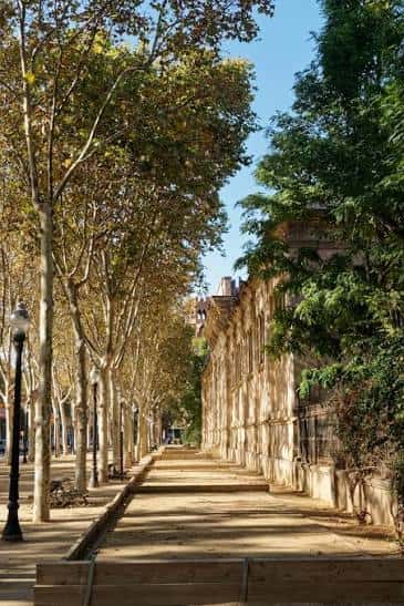 Vista del paseo arbolado con fachada histórica a la derecha