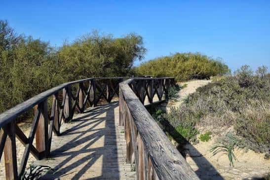 Pasarela de madera serpenteando por las dunas y vegetación costera bajo un cielo despejado