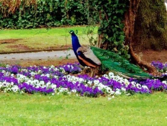 Pavo real entre flores coloridas en el Parque de Quevedo, León