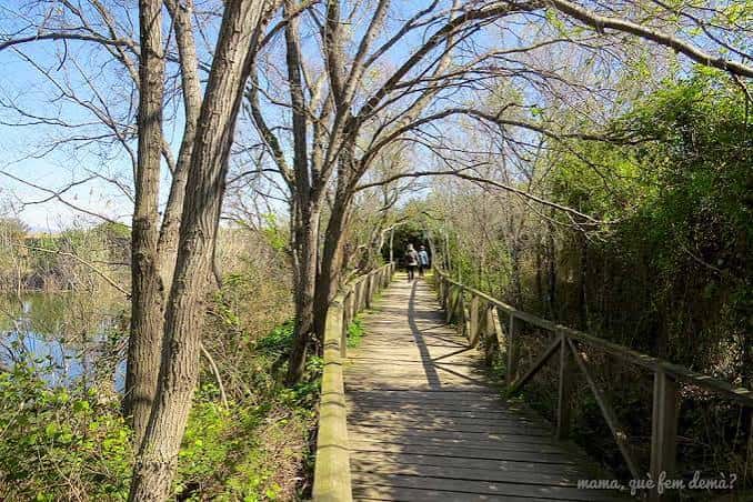 Pasarela de madera que atraviesa el bosque con visitantes caminando entre árboles