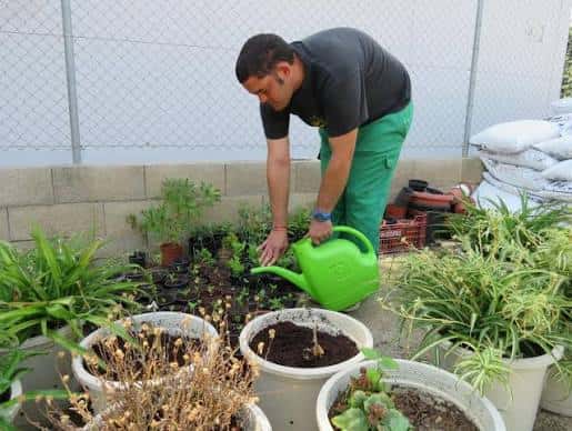 Jardinero regando plantas en macetas dentro del jardín sensorial