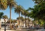 Amplia avenida de palmeras con actividad en los jardines