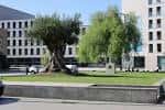 Gran olivo centenario en el área ajardinada de la Plaza de la Estrella