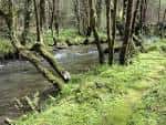 Río Mandeo en un bosque frondoso con árboles cubiertos de musgo.