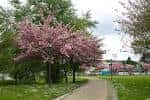 Camino pavimentado en el Parque de Galeras rodeado de árboles con flores rosadas