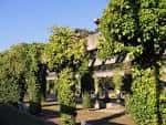 Pérgola densamente cubierta de vegetación en el Parque de A Riouxa