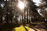 Zona boscosa con luz solar filtrándose entre los árboles en el Complexo Deportivo Monterrei
