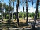 Vista panorámica del bosque de pinos y áreas verdes en el Parque Forestal de Zamáns.