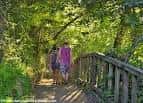 Paseo de madera entre la vegetación a orillas del río en Os Caneiros