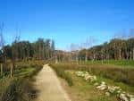 Sendero natural a través de la vegetación del parque