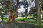 Árboles centenarios y zonas verdes en los jardines
