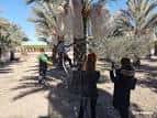 VISIT TO A DATES FATM - Todo Palmera