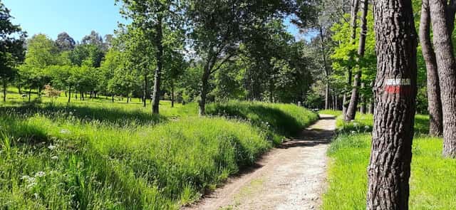Voluntariado ecológico: Limpiar paseando en el Parque Forestal de Cabral