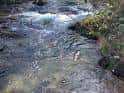 Corriente de agua del río Almofrei fluyendo entre la vegetación