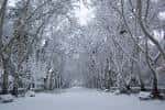 File:Parque de Abelardo Sánchez nevado Albacete.jpeg - Wikimedia ...