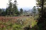 Área boscosa con árboles altos en el Monte do Viso