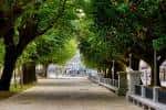 Paseo principal de la Alameda de Suances con densa arboleda y bancos