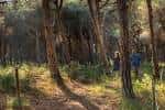 Visita guiada a la Pineda de Can Camins del Prat de Llobregat ...