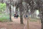 Visitar la Pineda de Can Camins en el Delta del Llobregat ...