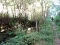 Sendero boscoso junto a un arroyo en la Serra da Martiñá