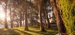 Bosque iluminado por el sol en el Parque de Santa Margarita