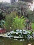 Jardín botánico de la Universidad de Valencia - Wikipedia, la ...