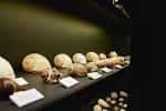 Museum of Natural Sciences of Granollers – Xarxa de Museus de ...