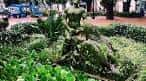 Esculturas de topiaria con forma de dinosaurios en el jardín de la plaza