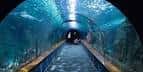 Túnel submarino con cinta transportadora en el Aquarium Finisterrae