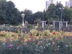 Rosaleda Francisco Sabadell - Wikipedia, la enciclopedia libre