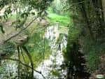 Tramo natural del Río Gafos rodeado de vegetación densa