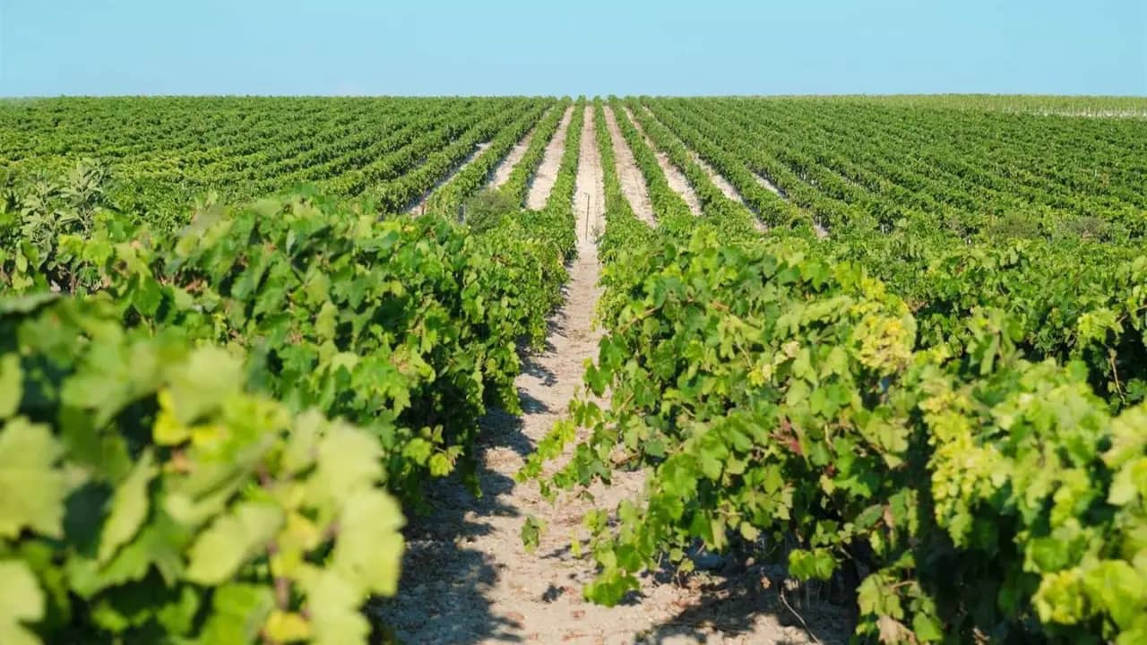 Día Mundial del Turismo: agenda con bodegas, Catedral y viñedos