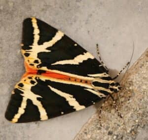 Moth Mornings and Bug Hunts