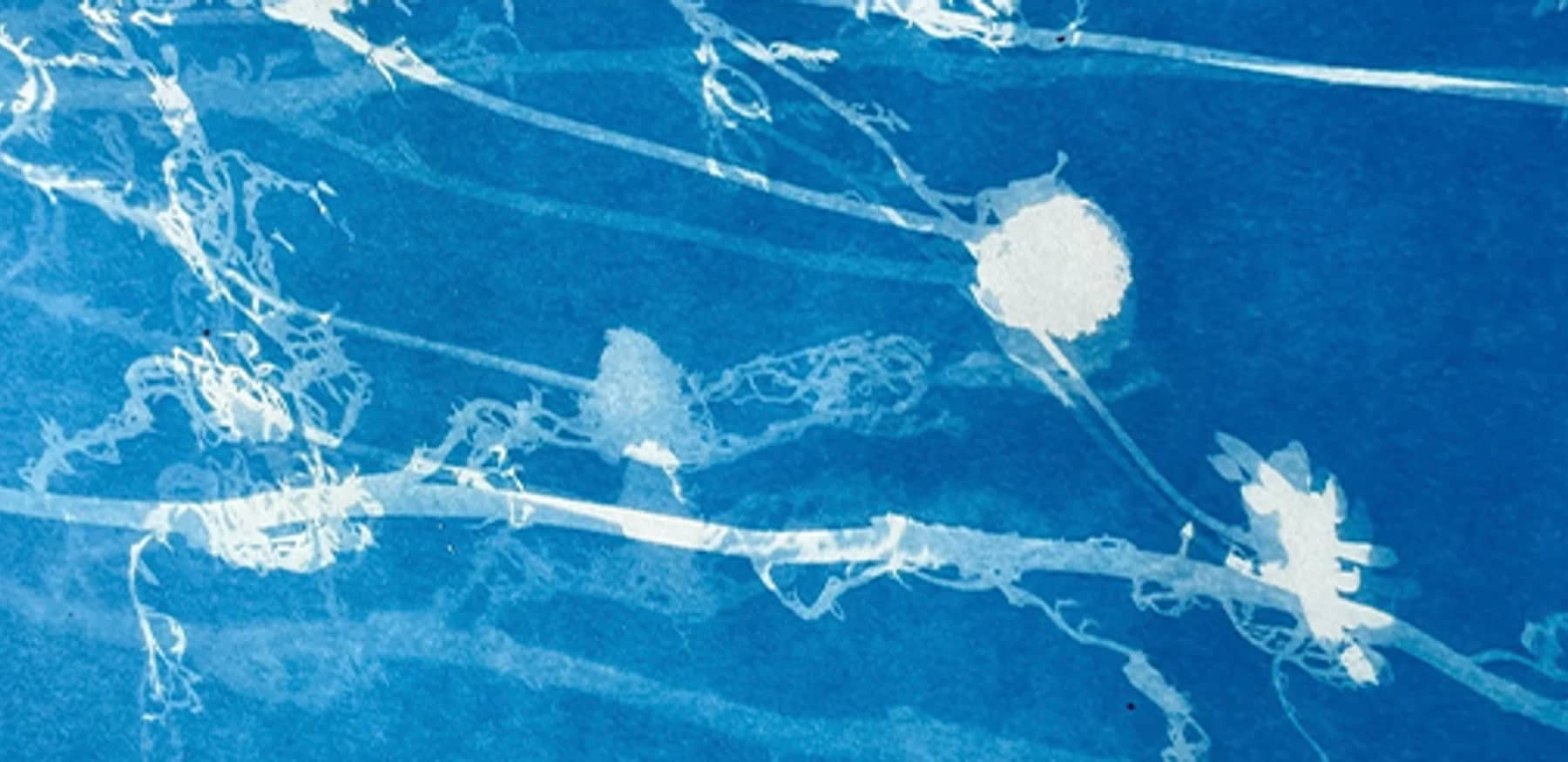 Cyanotype: Printing with Sunshine!